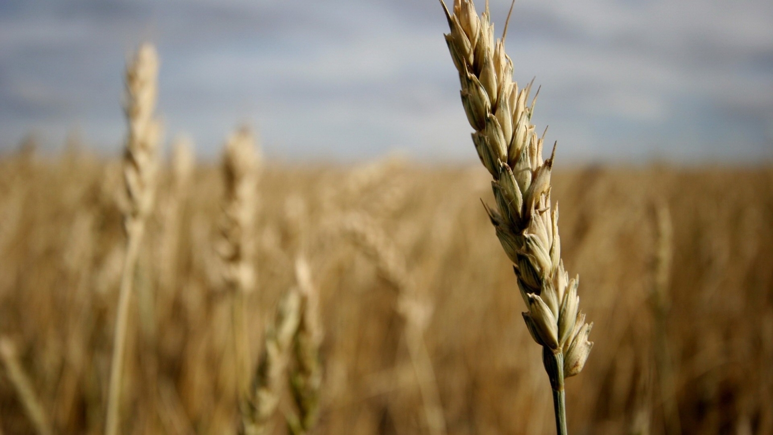 Ear of wheat for 1536 x 864 HDTV resolution