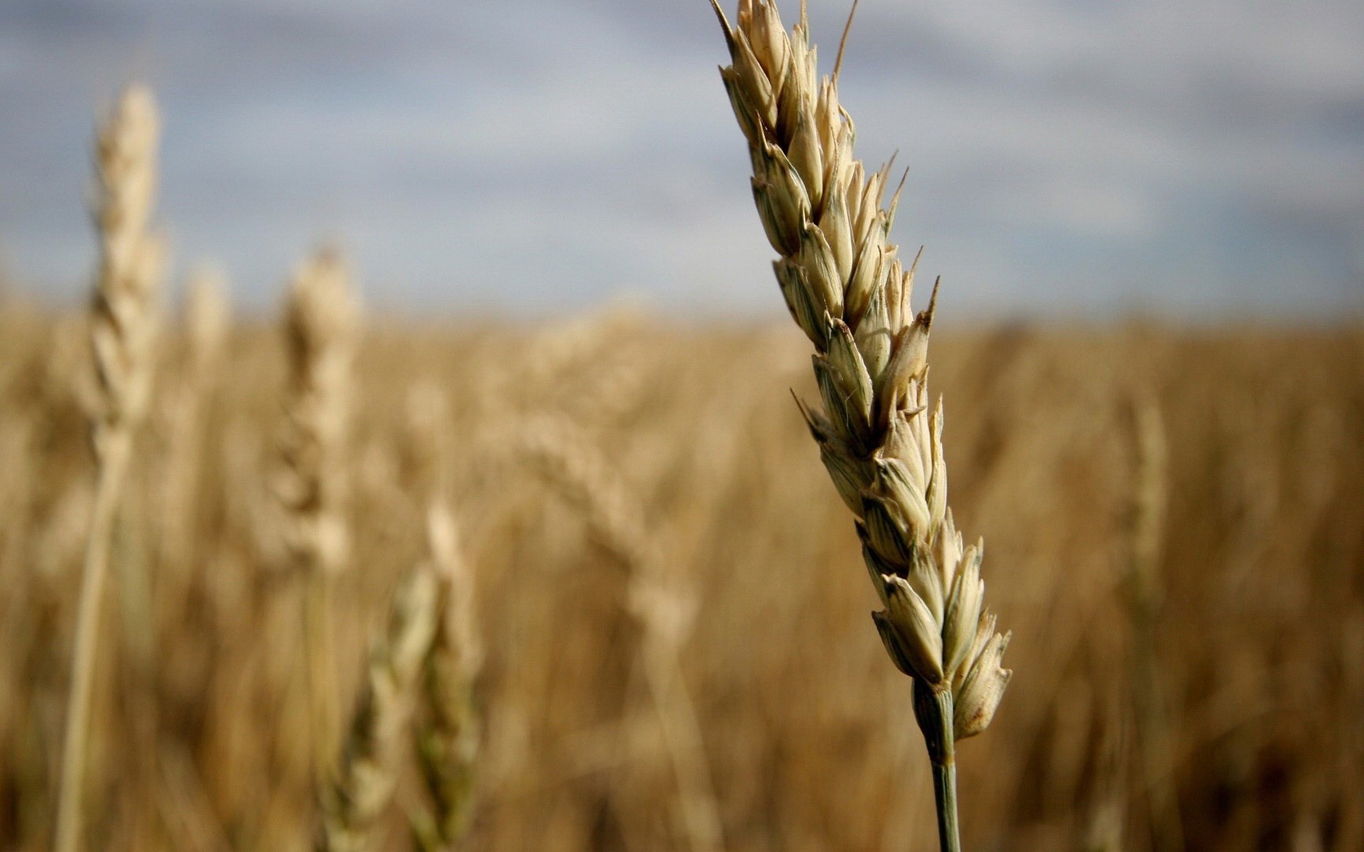 Ear of wheat for 1920 x 1200 widescreen resolution