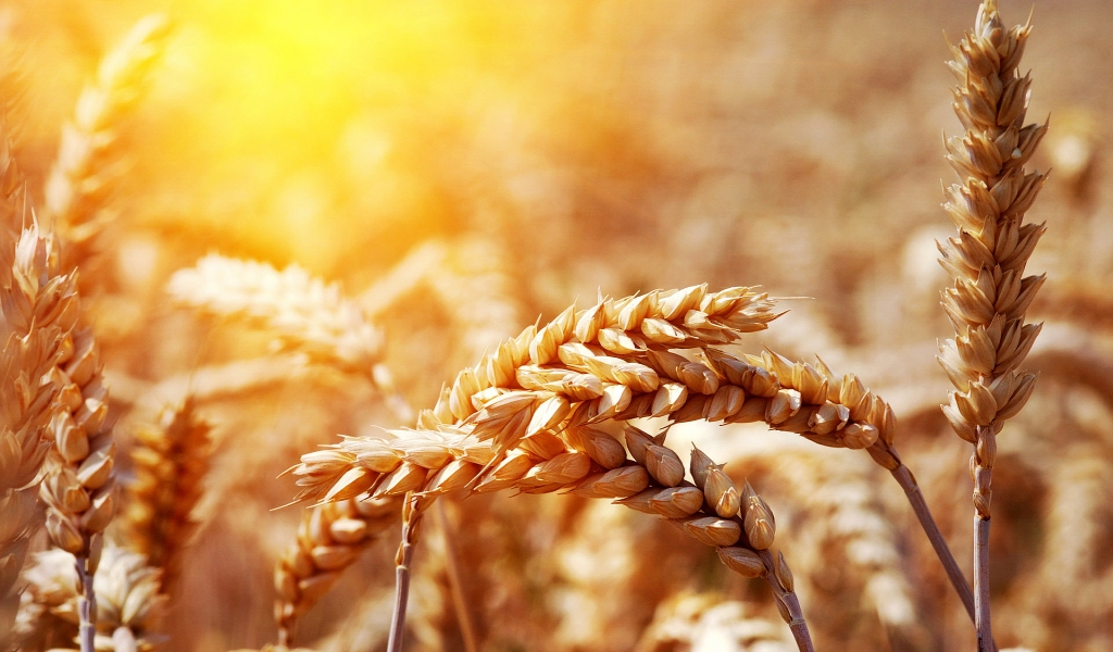 Ear of wheat on sunset for 1024 x 600 widescreen resolution