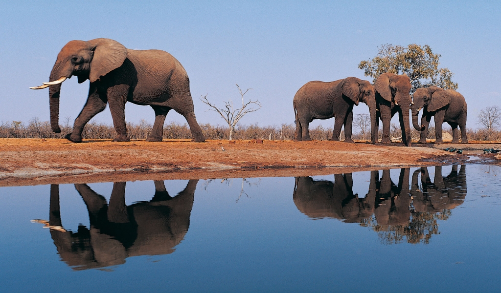 Elephants Around Lake for 1024 x 600 widescreen resolution
