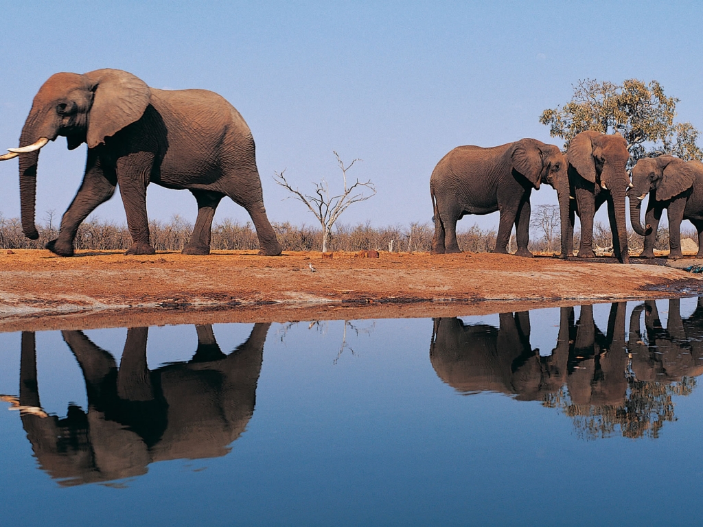 Elephants Around Lake for 1024 x 768 resolution