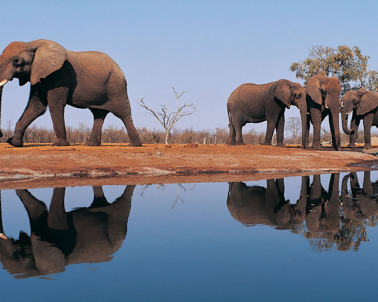 Elephants Around Lake for 1280 x 1024 resolution