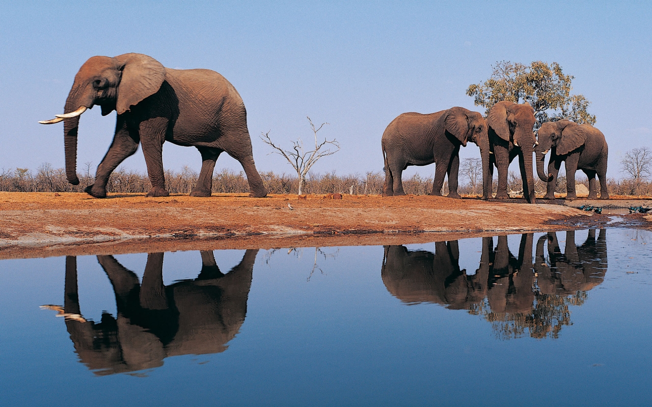 Elephants Around Lake for 1280 x 800 widescreen resolution