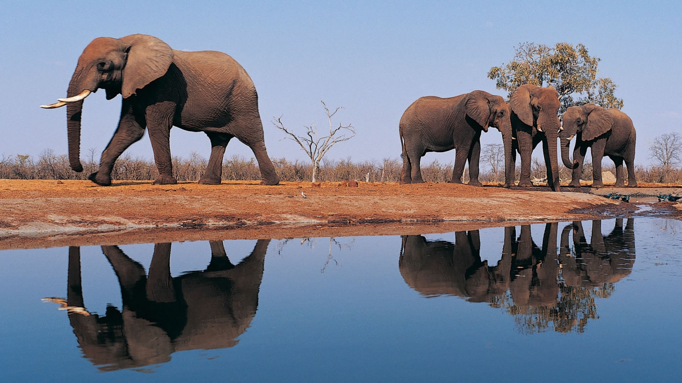 Elephants Around Lake for 1366 x 768 HDTV resolution