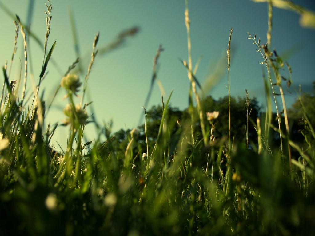 Evening Grass for 1024 x 768 resolution