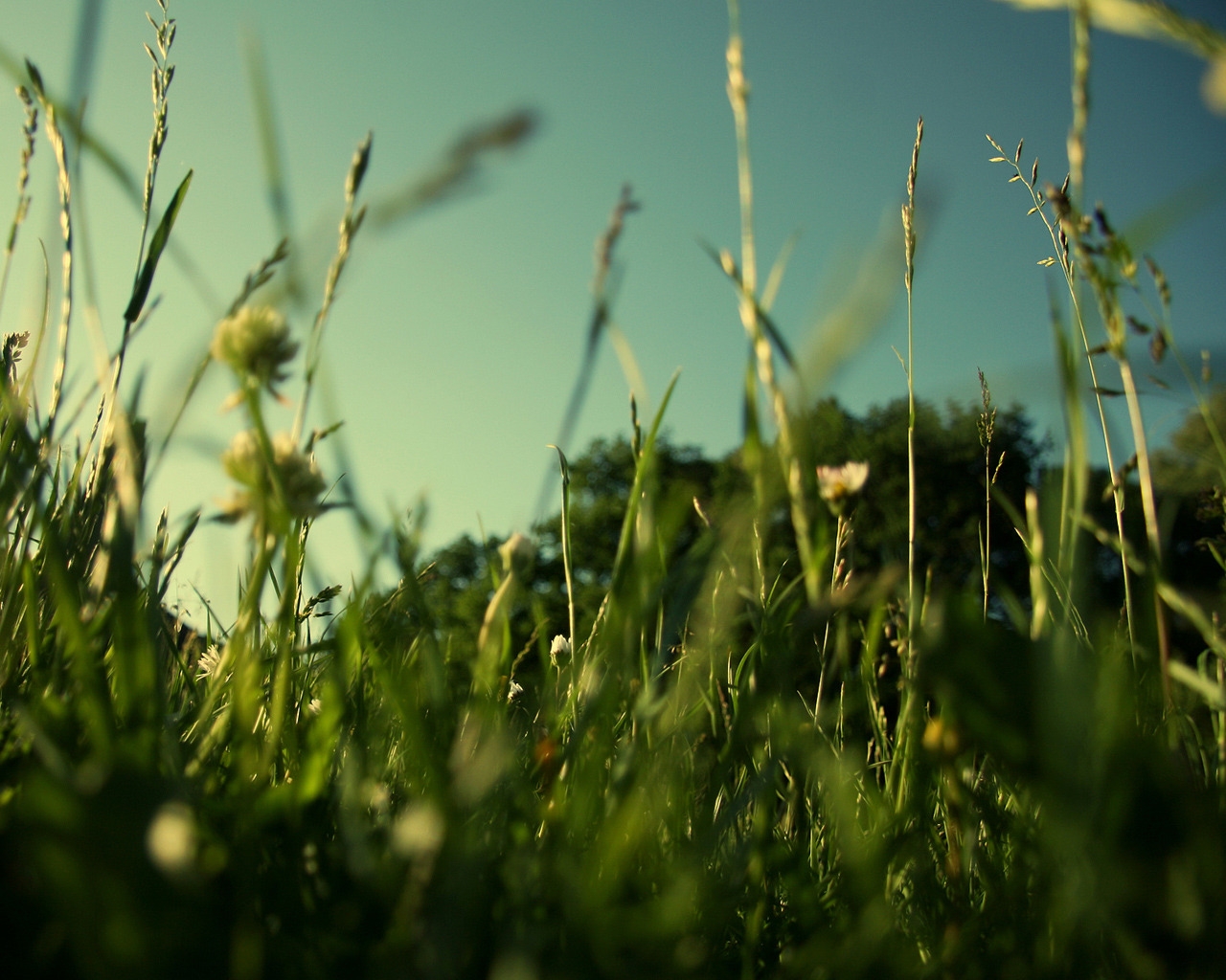 Evening Grass for 1280 x 1024 resolution
