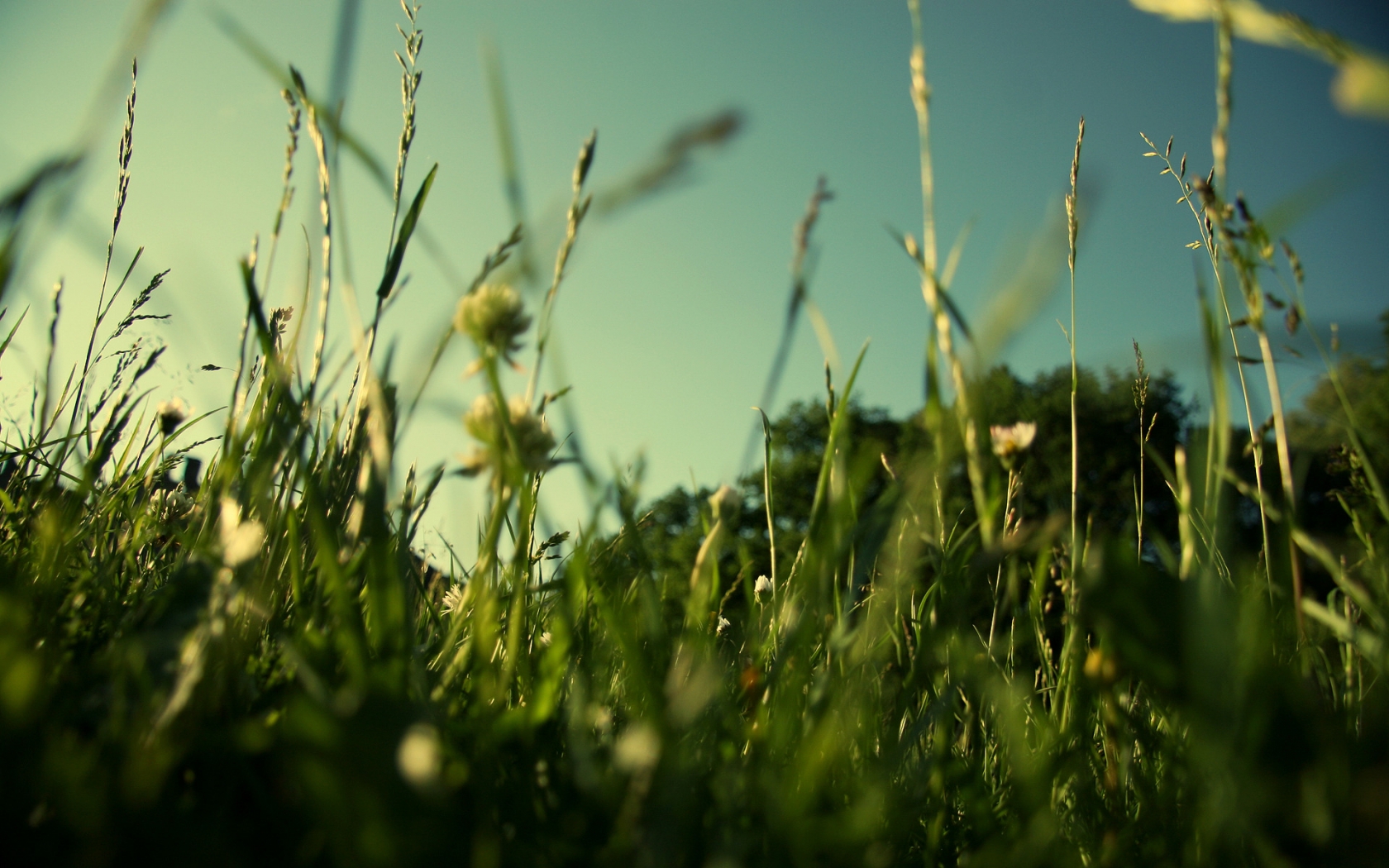 Evening Grass for 1680 x 1050 widescreen resolution