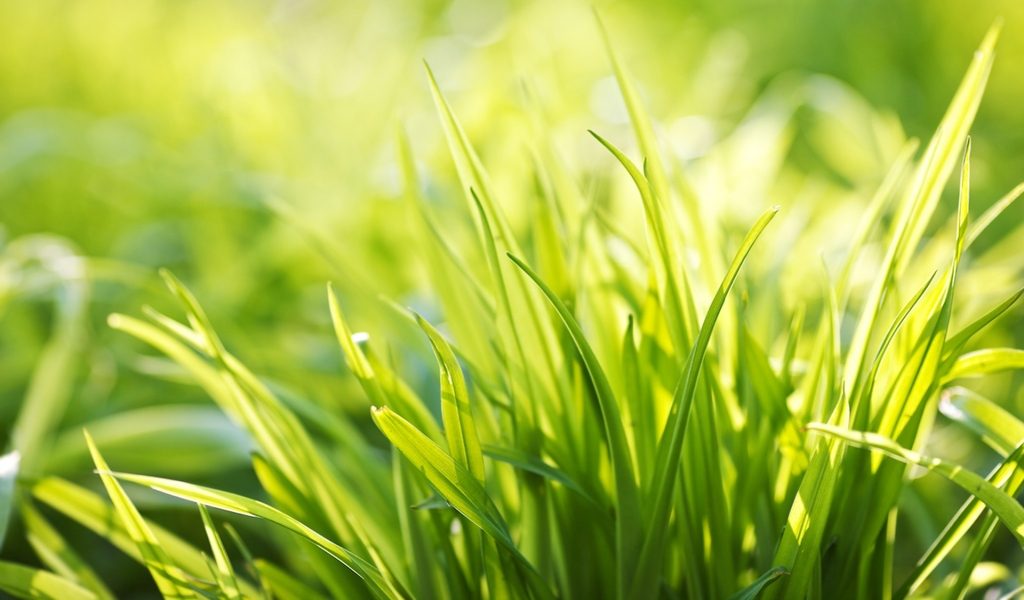 Ever Green Grass for 1024 x 600 widescreen resolution