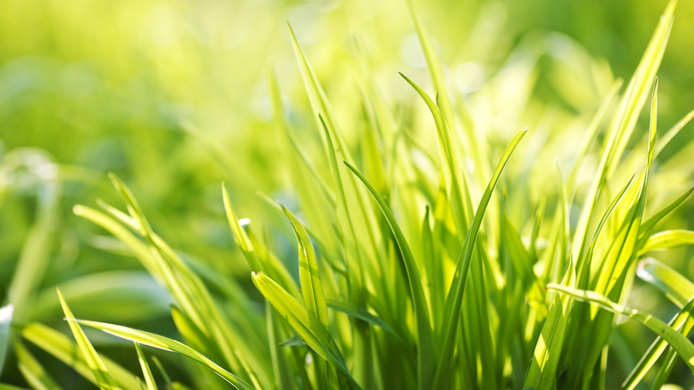 Ever Green Grass for 1366 x 768 HDTV resolution