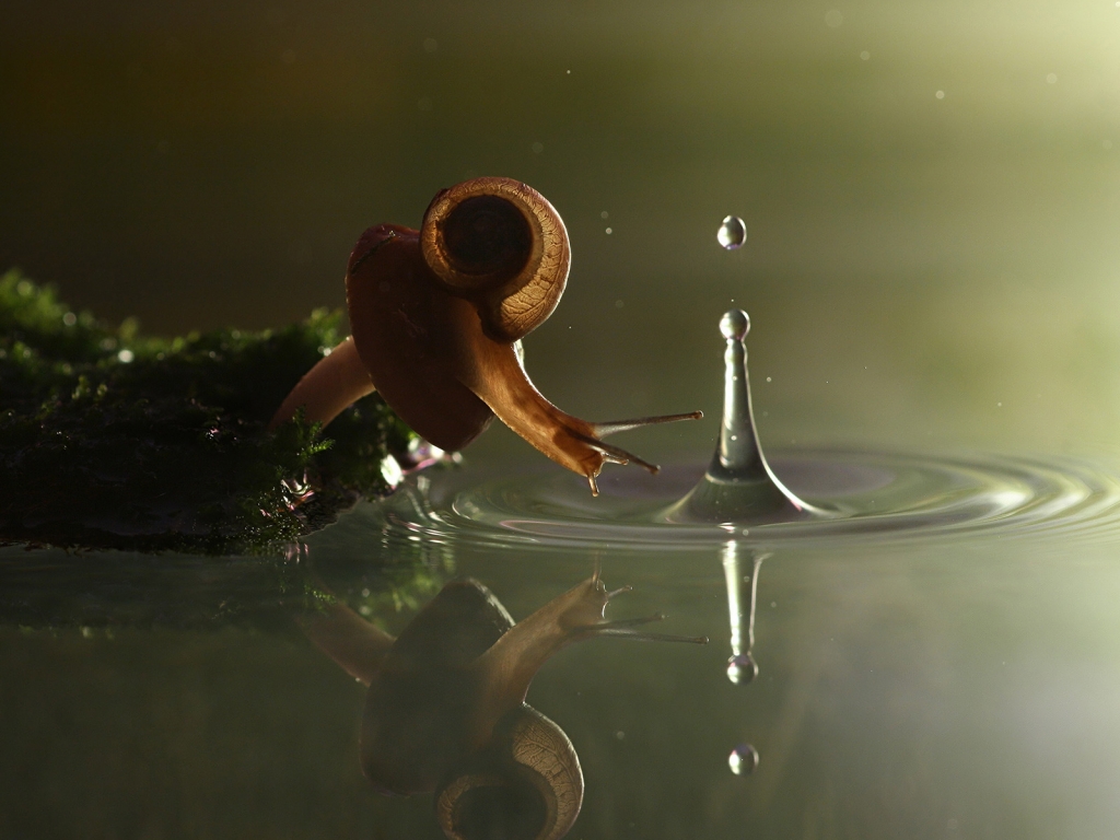 Falling Snail for 1024 x 768 resolution