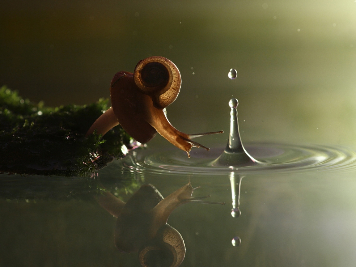 Falling Snail for 1152 x 864 resolution