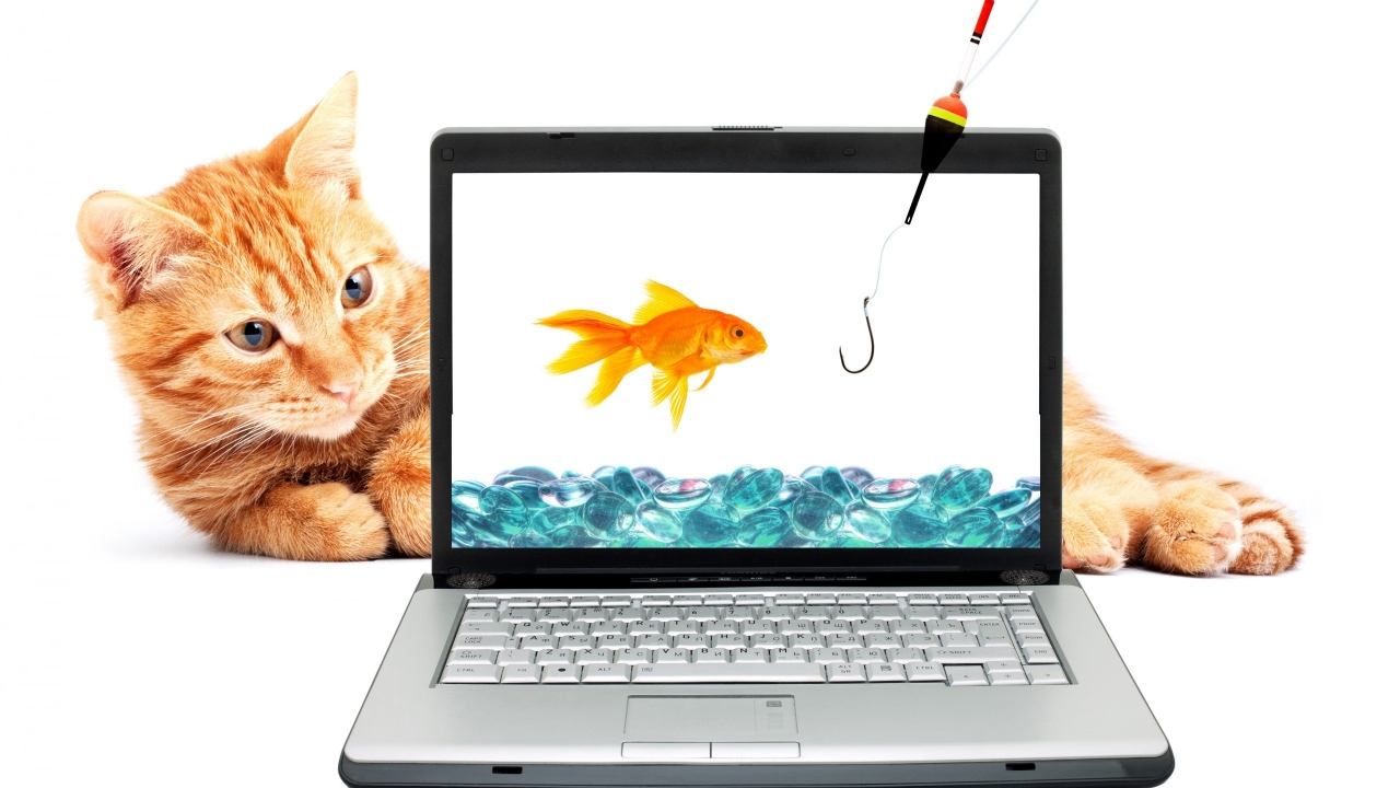 Fishing Cat for 1280 x 720 HDTV 720p resolution