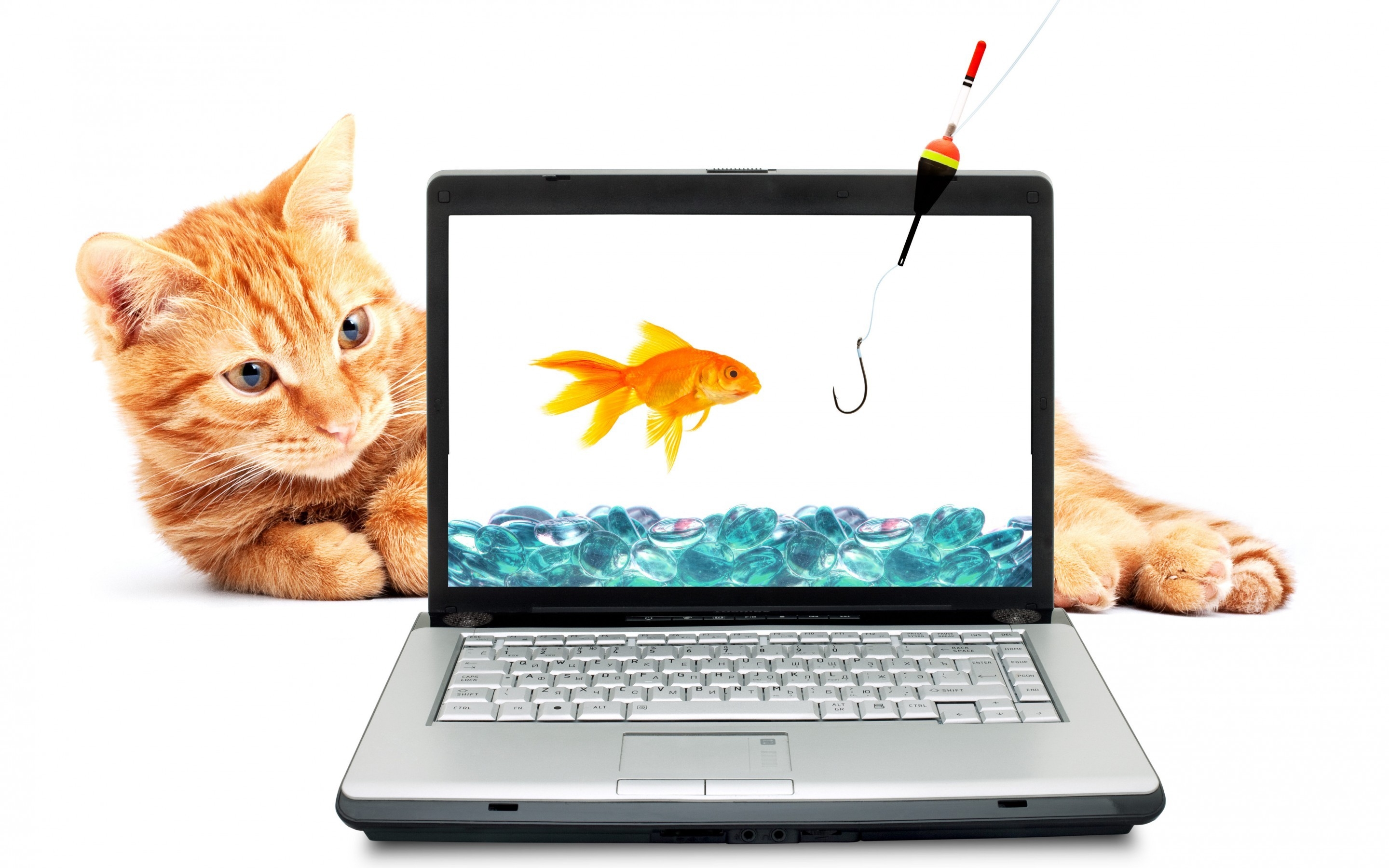 Fishing Cat for 2880 x 1800 Retina Display resolution
