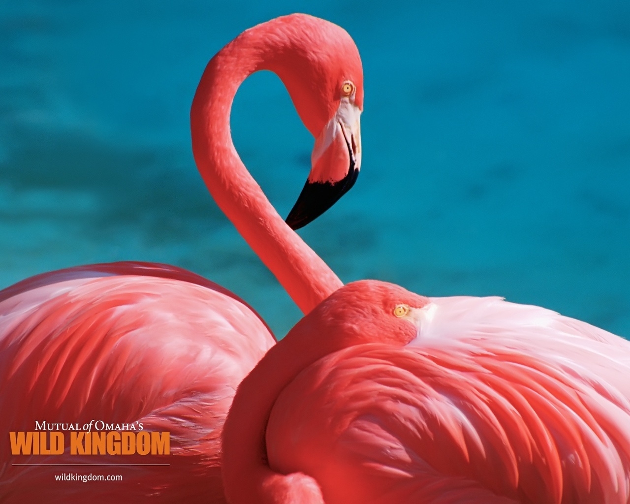 Flamingos for 1280 x 1024 resolution