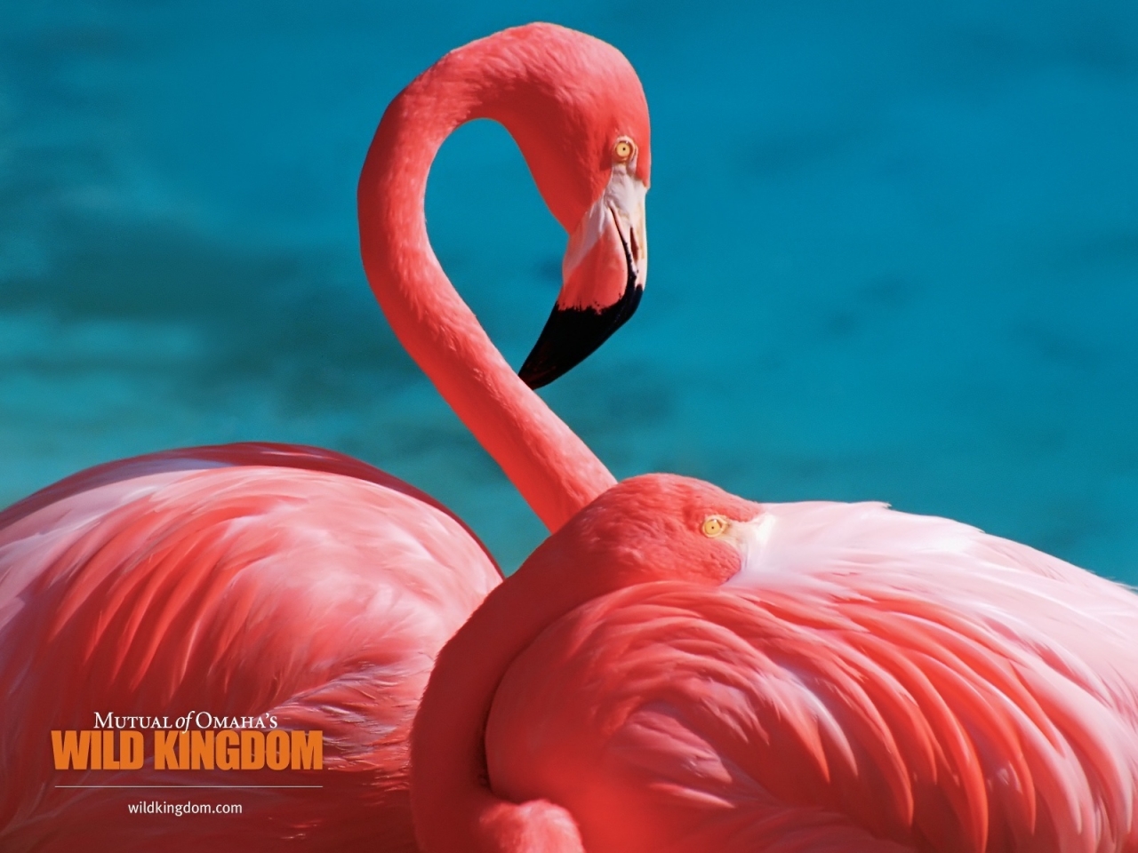 Flamingos for 1280 x 960 resolution