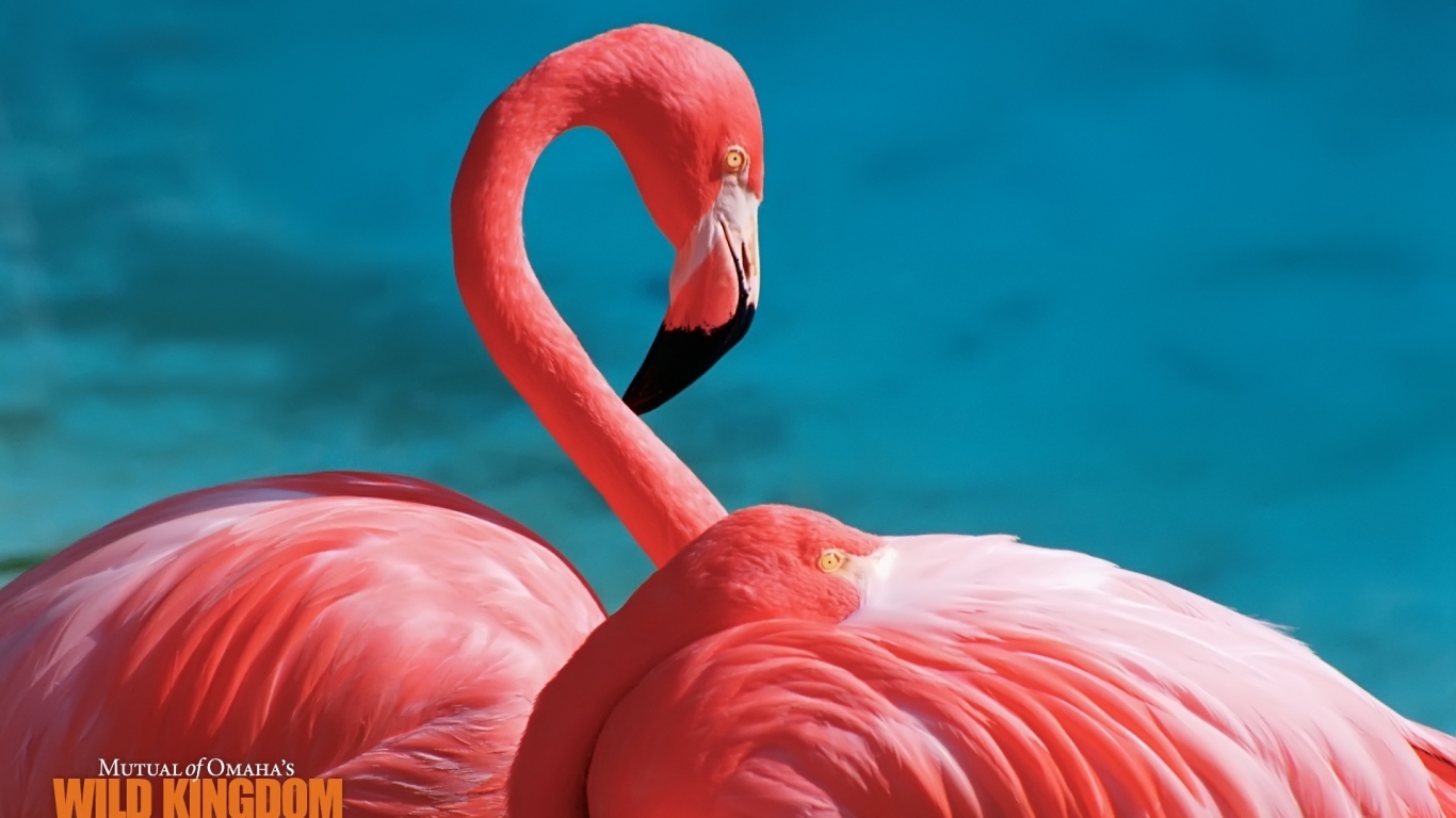 Flamingos for 1366 x 768 HDTV resolution