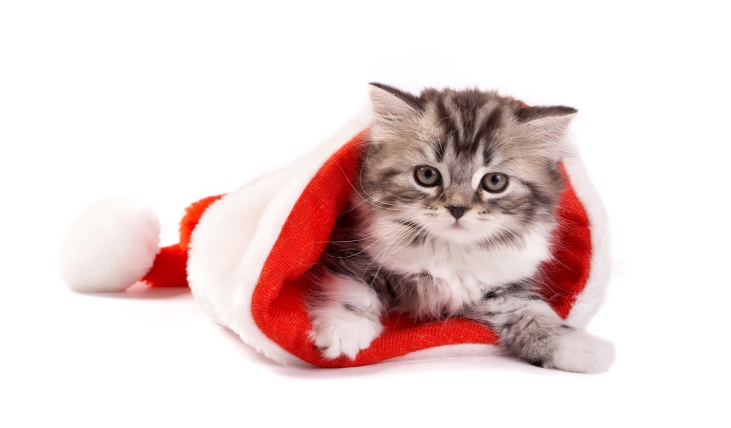 Fluffy cat in Santa hat for 1024 x 600 widescreen resolution