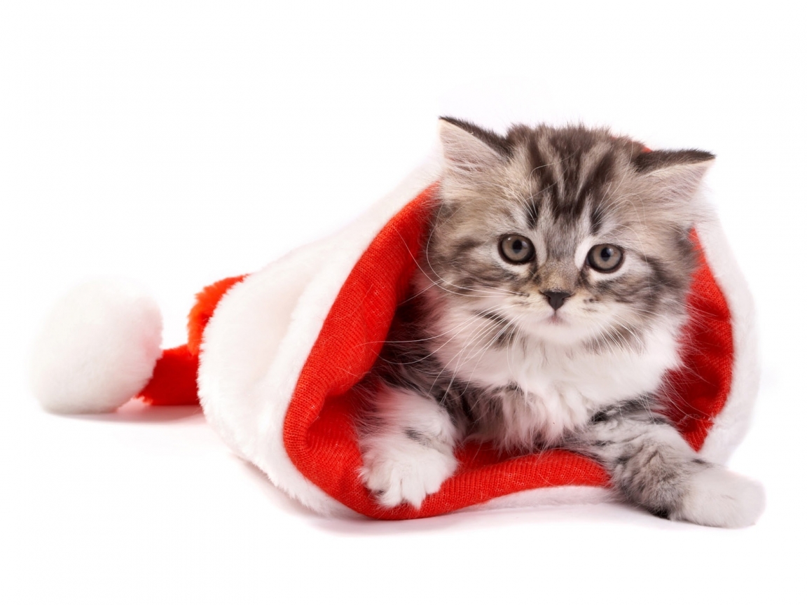 Fluffy cat in Santa hat for 1152 x 864 resolution