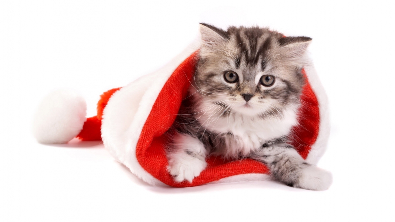 Fluffy cat in Santa hat for 1366 x 768 HDTV resolution