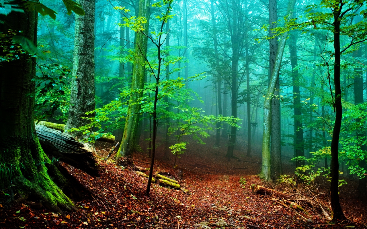Forest Fog for 1280 x 800 widescreen resolution