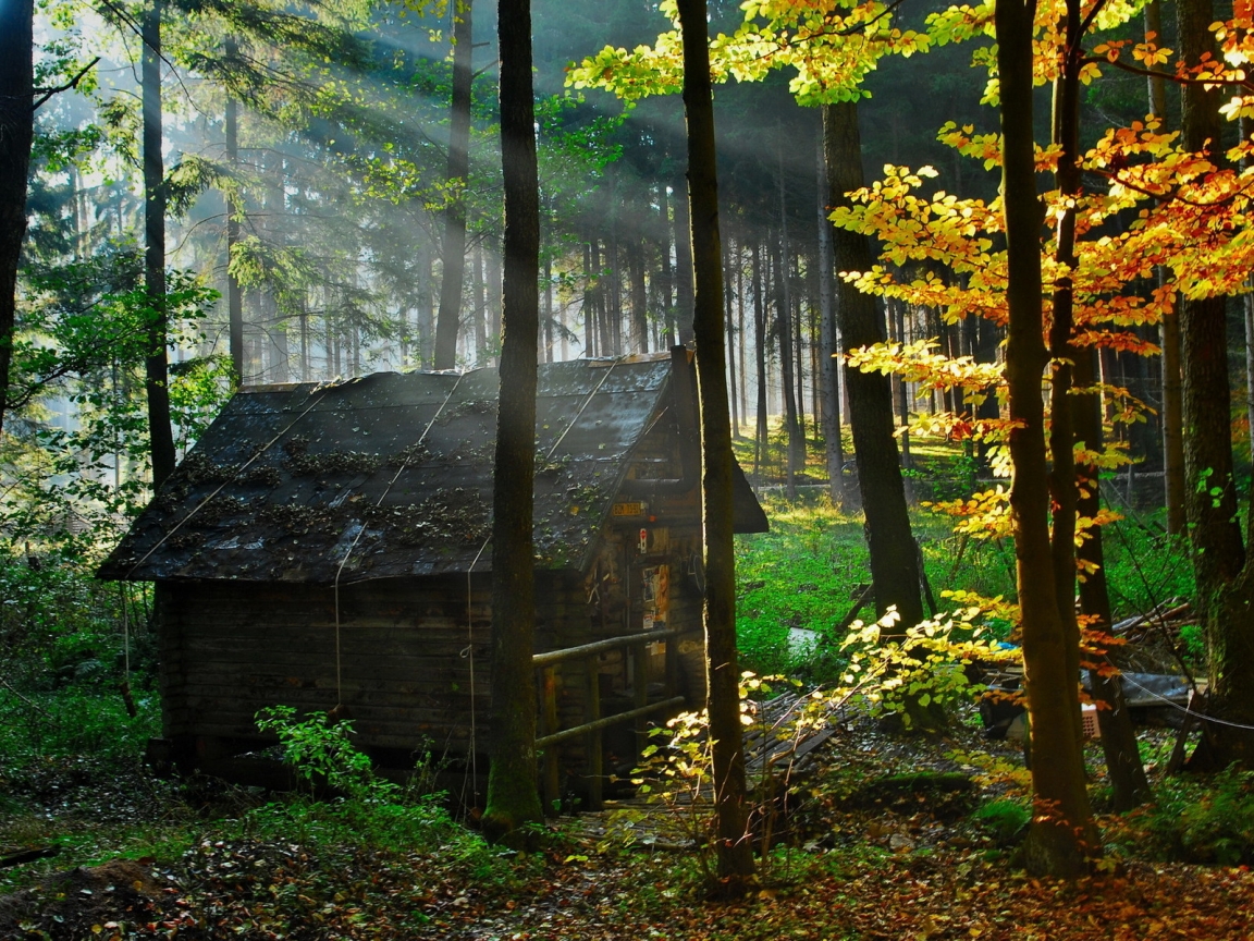 Forest House for 1152 x 864 resolution