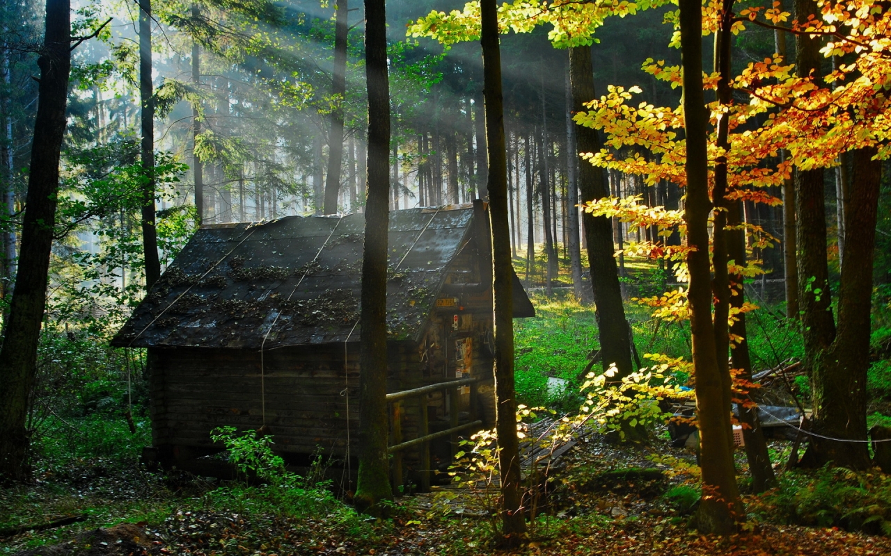 Forest House for 1280 x 800 widescreen resolution