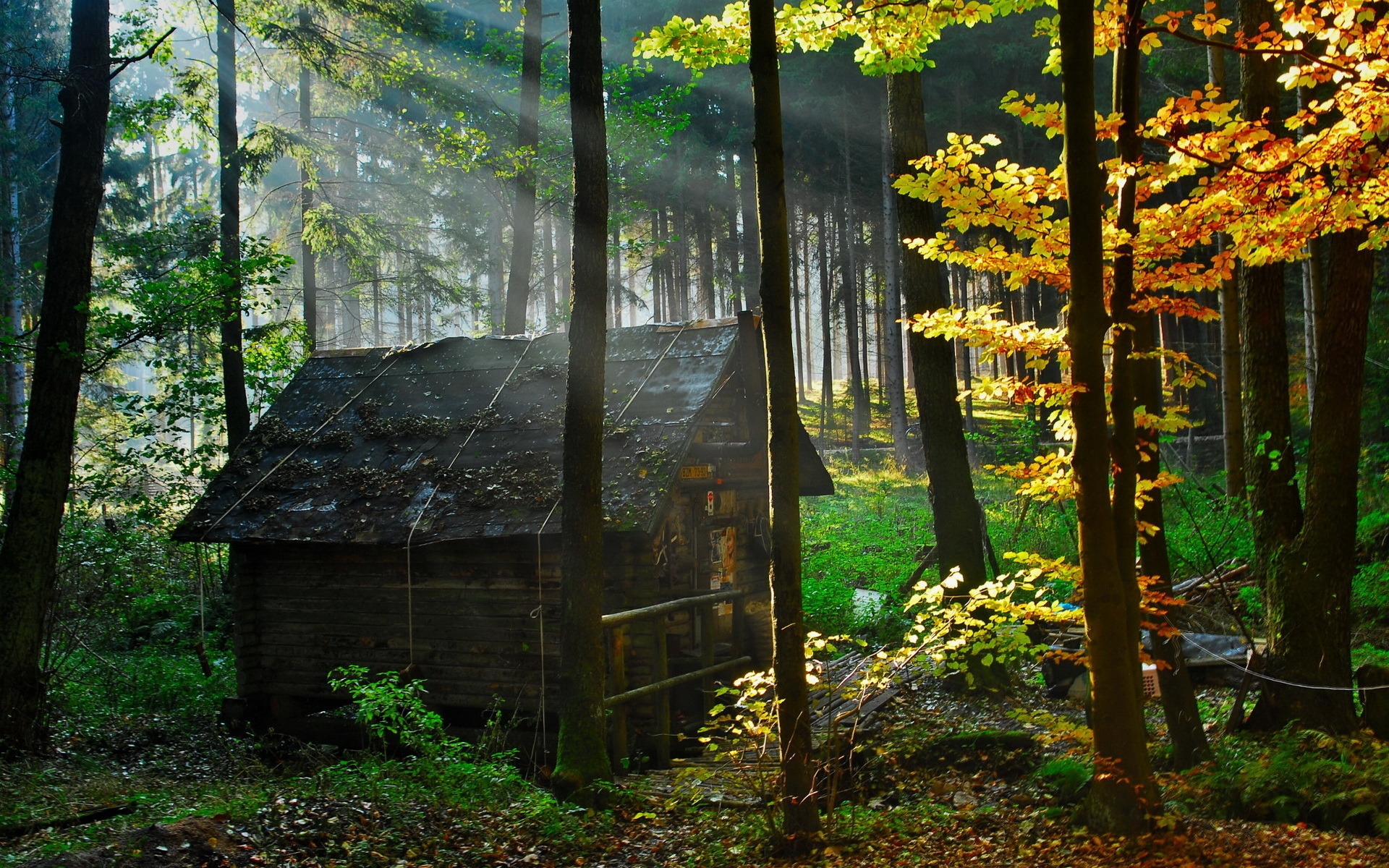 Forest House for 1920 x 1200 widescreen resolution