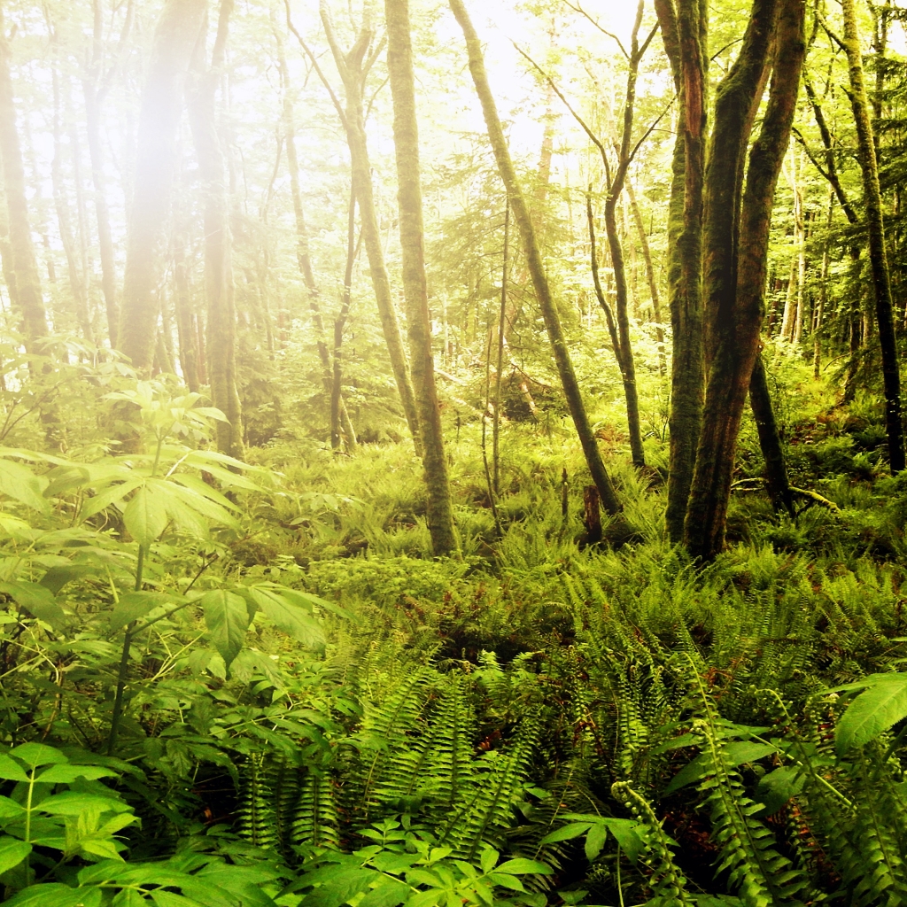 Forests of Northwest Washington for 1024 x 1024 iPad resolution
