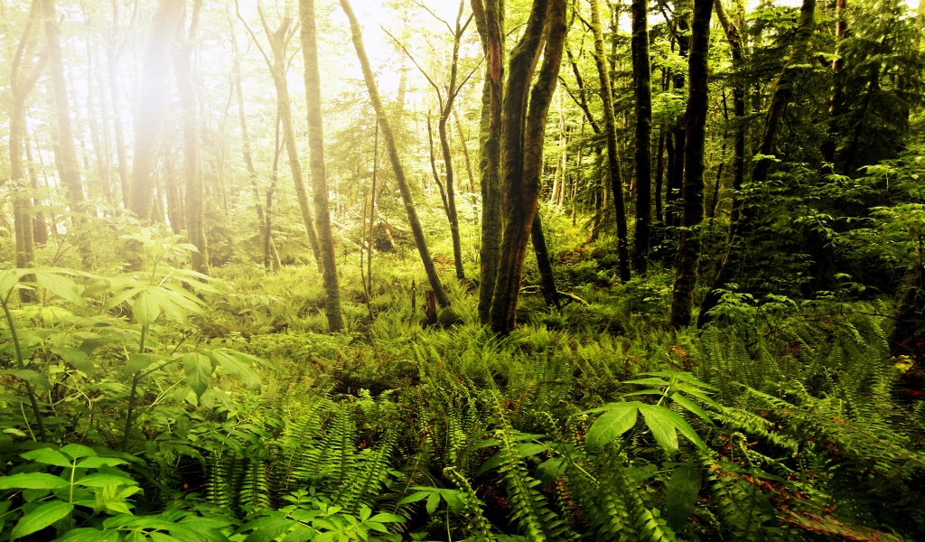 Forests of Northwest Washington for 1024 x 600 widescreen resolution