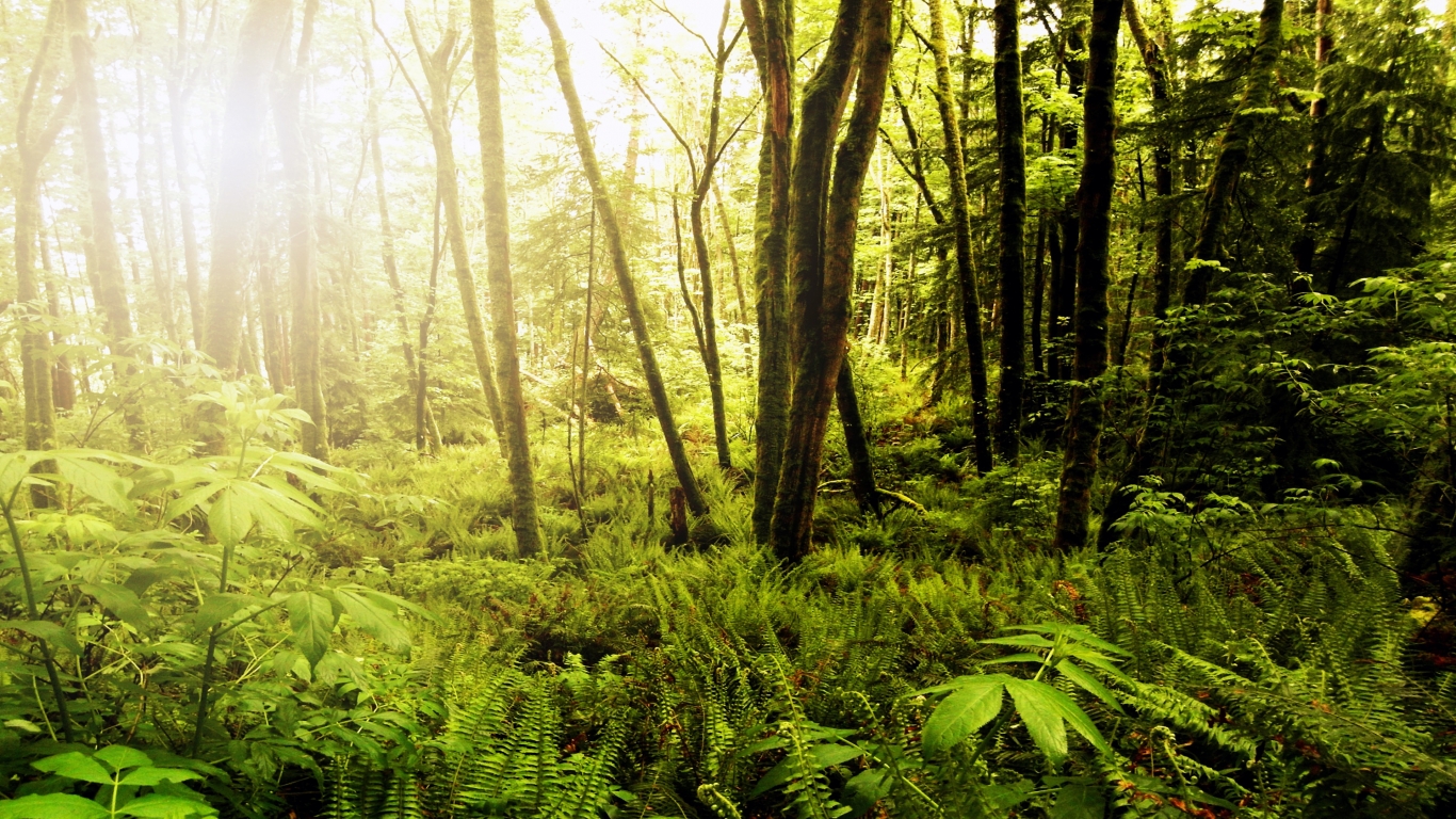 Forests of Northwest Washington for 1366 x 768 HDTV resolution