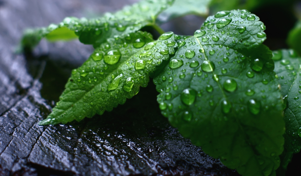 Fresh Mint Leaves for 1024 x 600 widescreen resolution