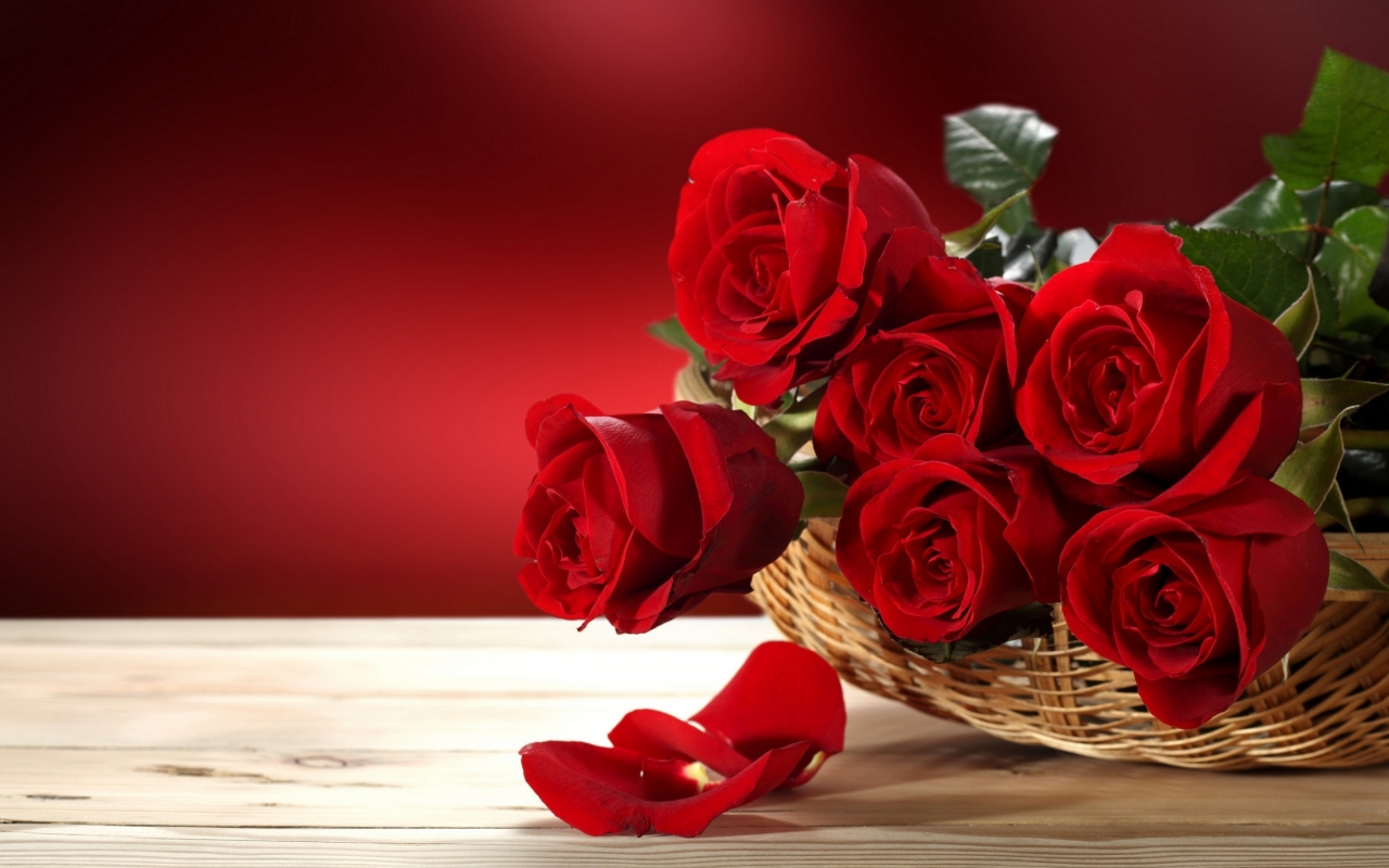 Fresh Red Roses for 1280 x 800 widescreen resolution