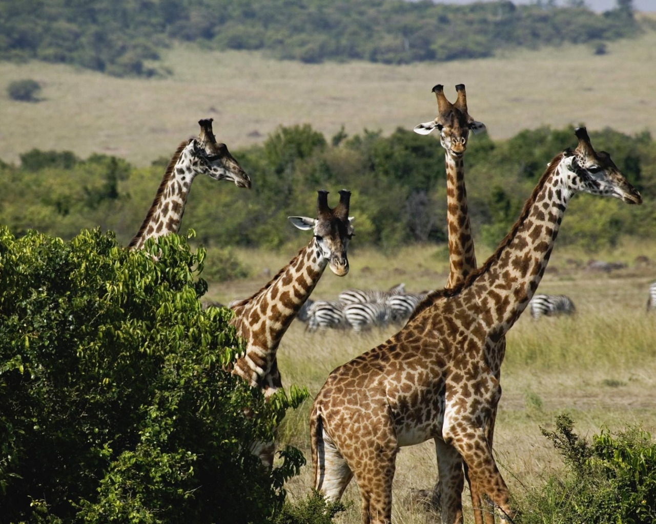 Giraffe Trio for 1280 x 1024 resolution