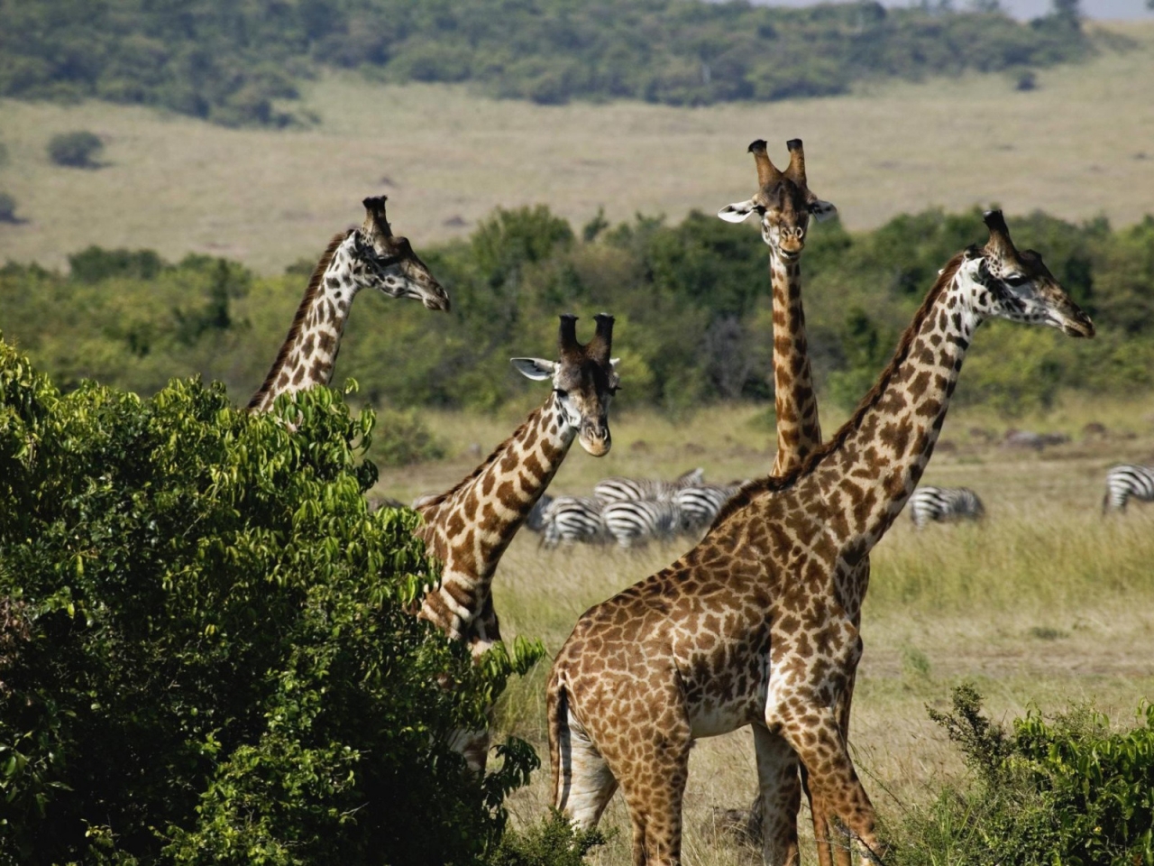Giraffe Trio for 1280 x 960 resolution