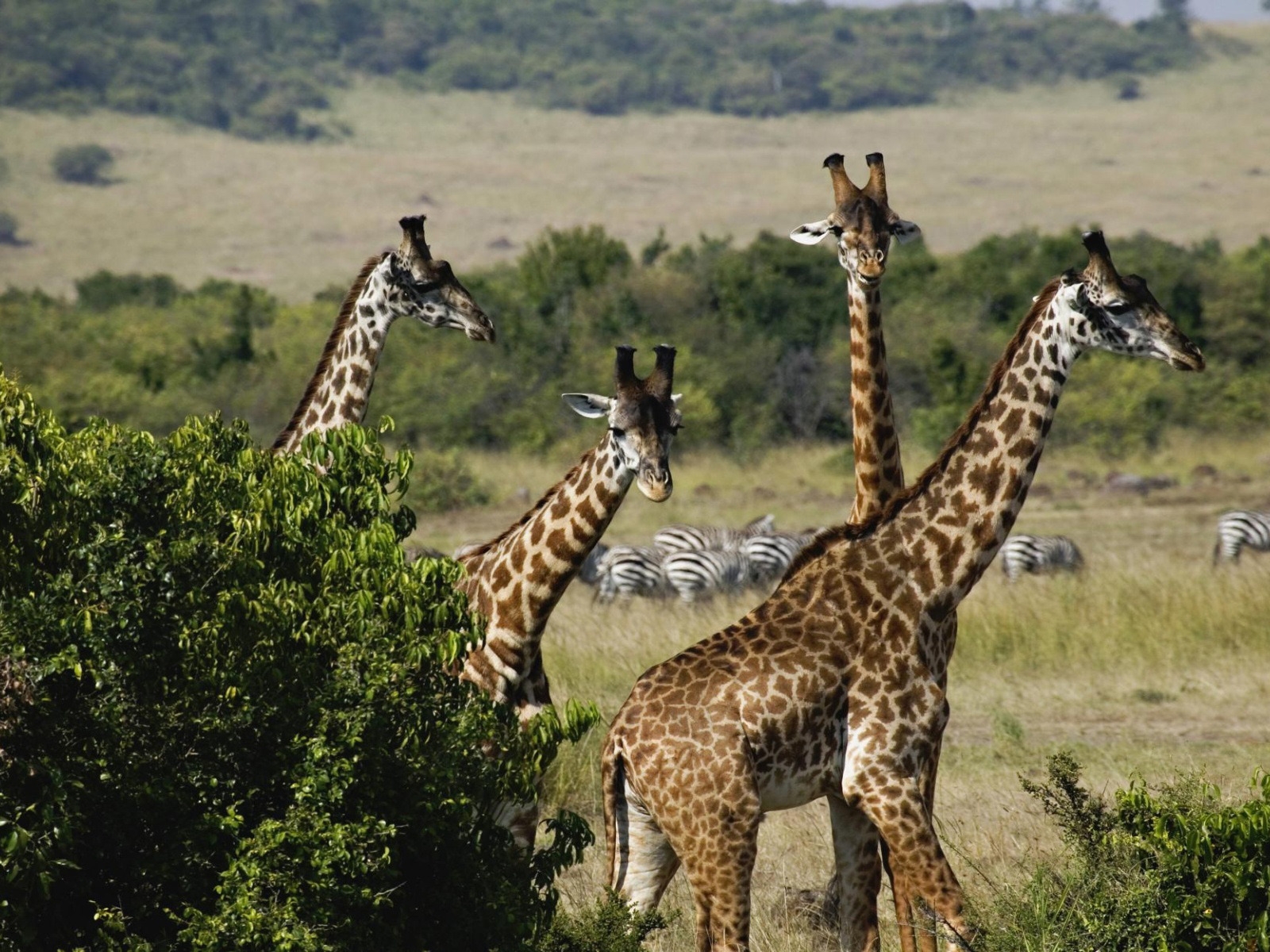 Giraffe Trio for 1600 x 1200 resolution