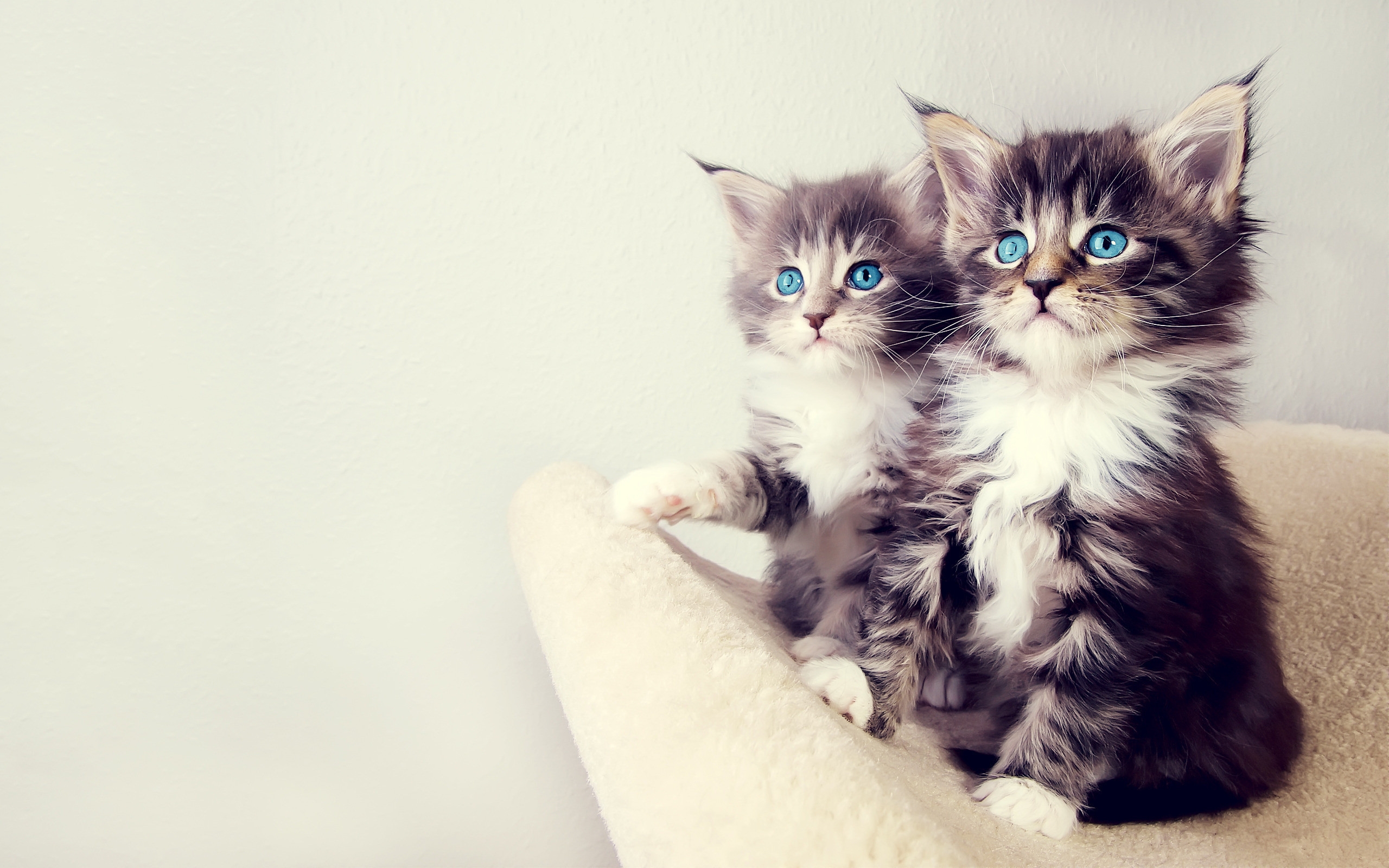 Gorgeous Kittens for 2560 x 1600 widescreen resolution