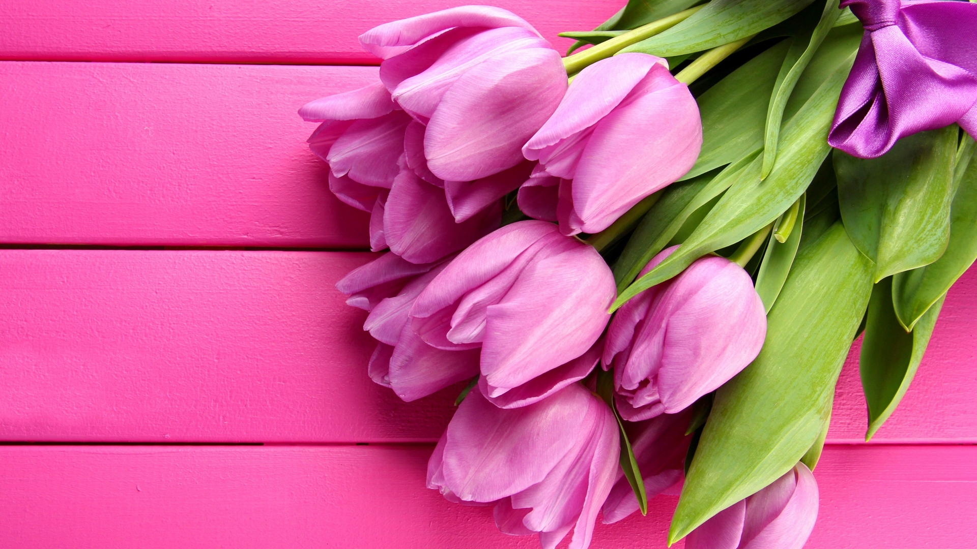 Gorgeous Pink Tulips for 1920 x 1080 HDTV 1080p resolution