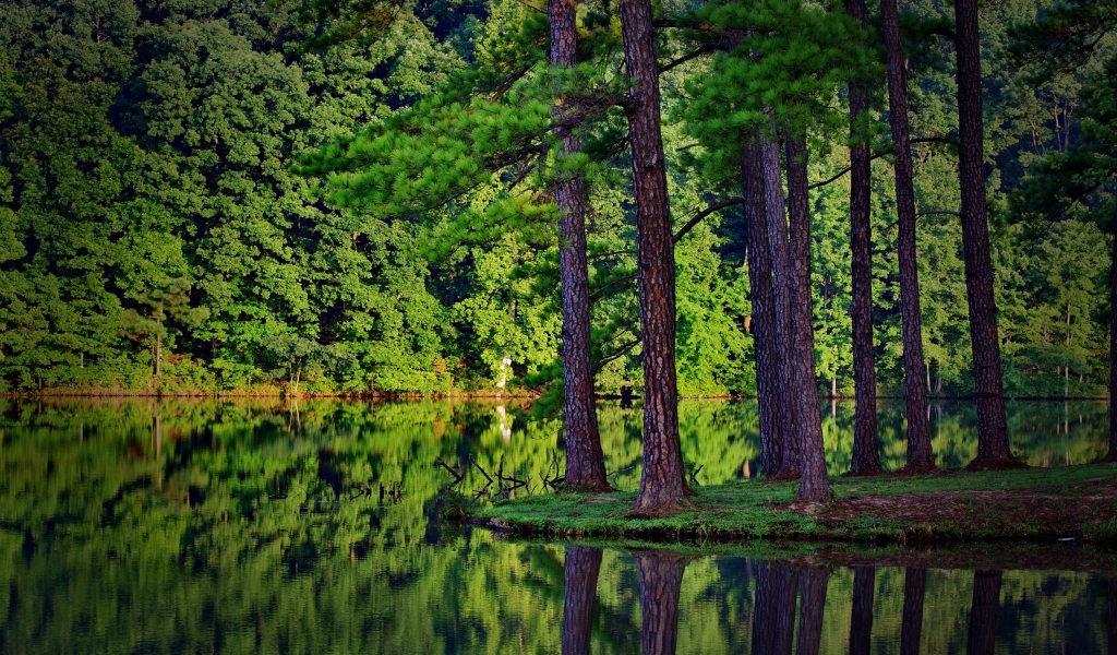 Green Forest and Lake for 1024 x 600 widescreen resolution