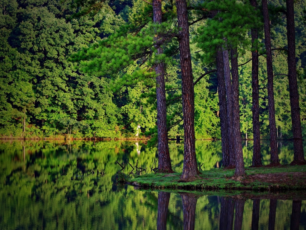Green Forest and Lake for 1024 x 768 resolution