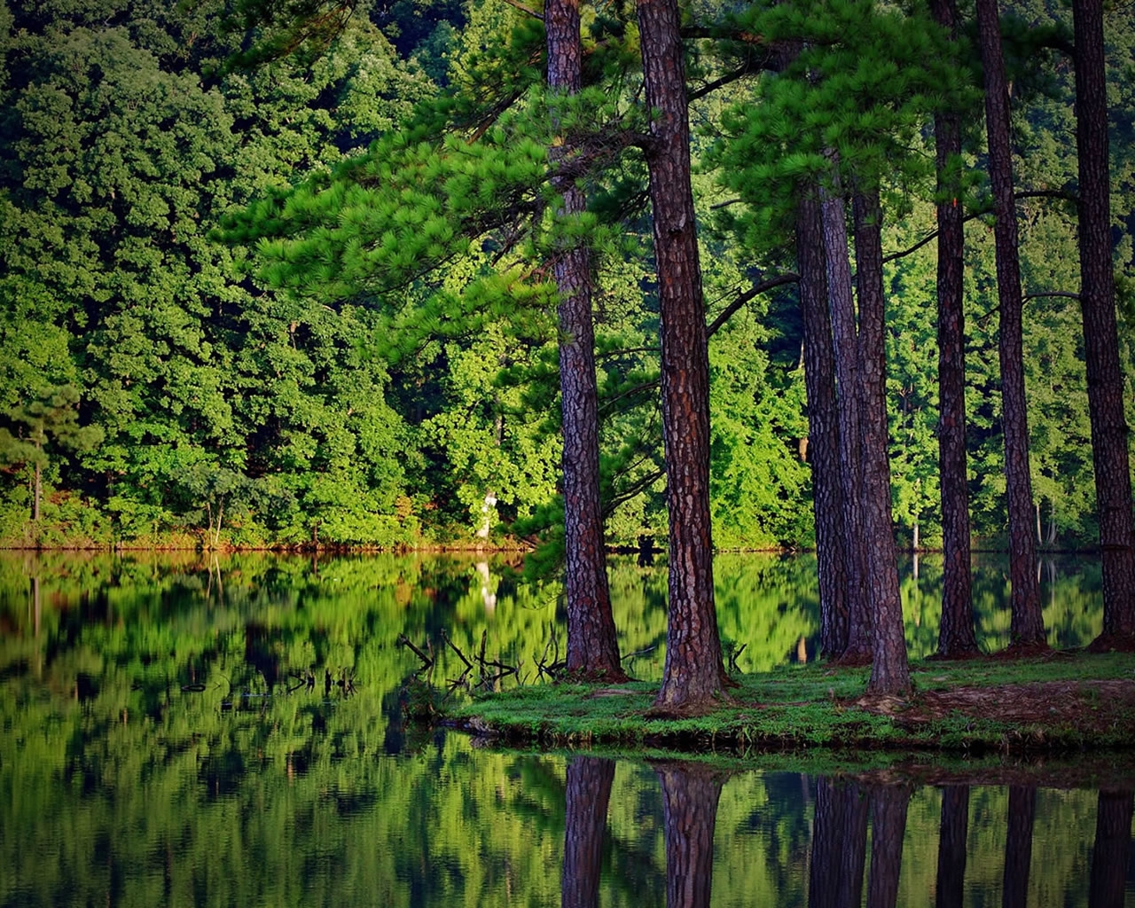 Green Forest and Lake for 1280 x 1024 resolution