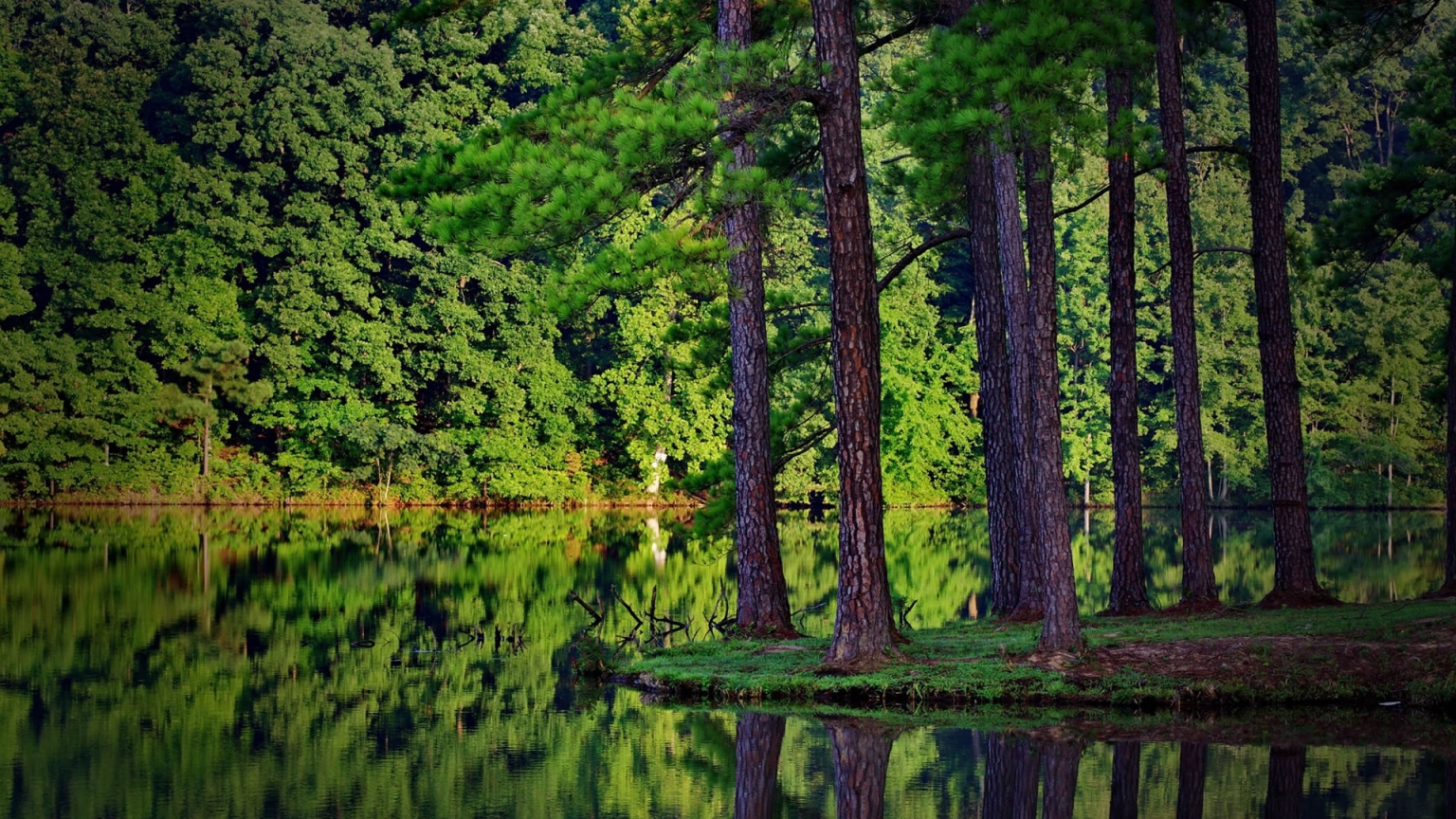 Green Forest and Lake for 1536 x 864 HDTV resolution