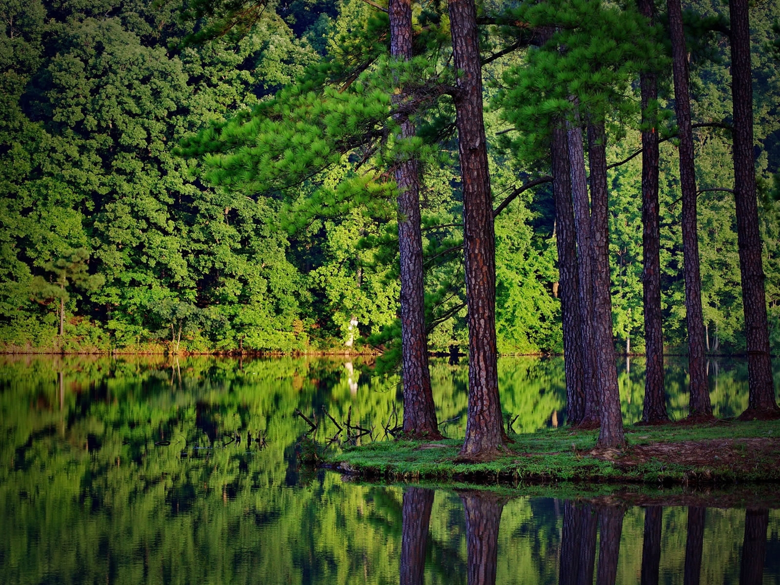 Green Forest and Lake for 1600 x 1200 resolution