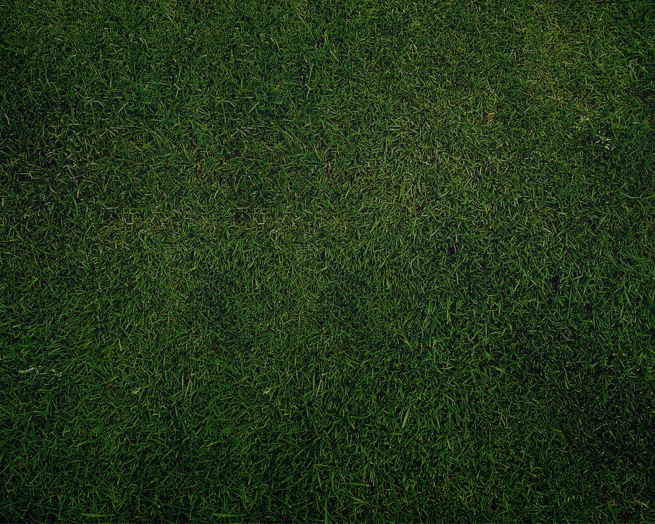 Green Grass for 1280 x 1024 resolution