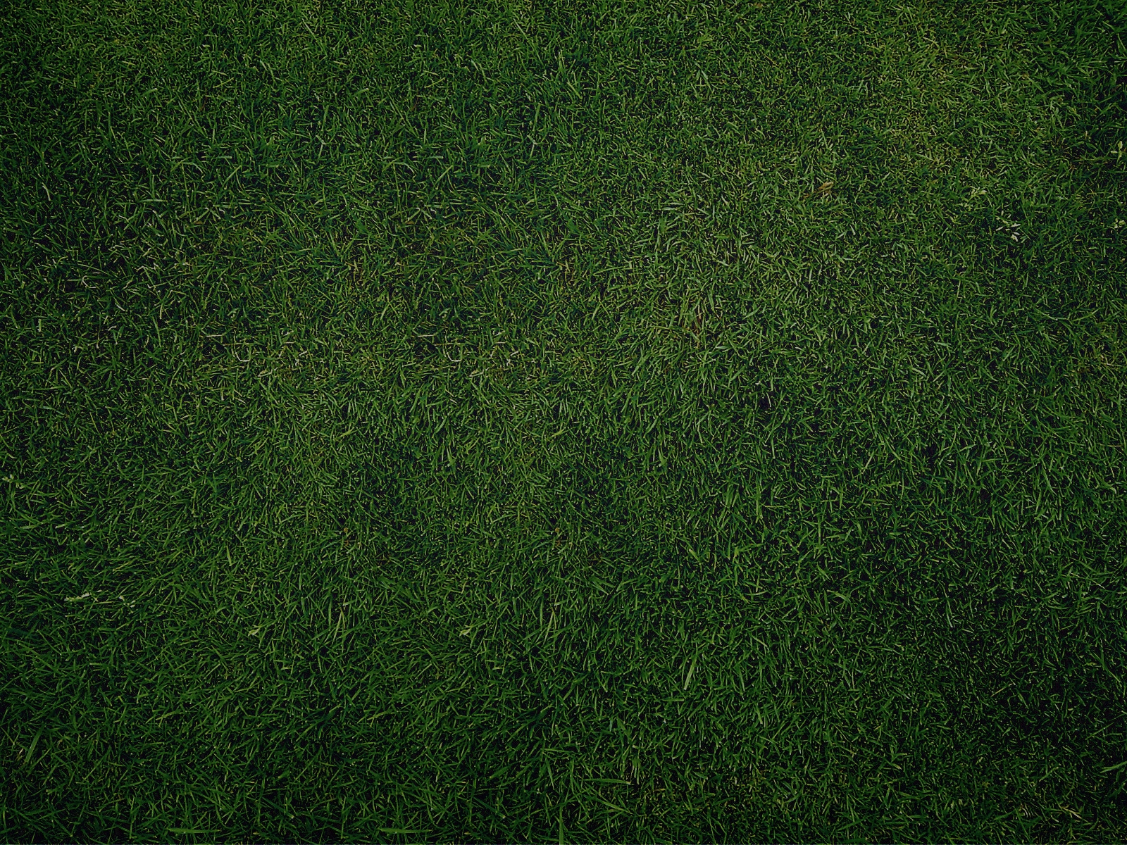 Green Grass for 1600 x 1200 resolution