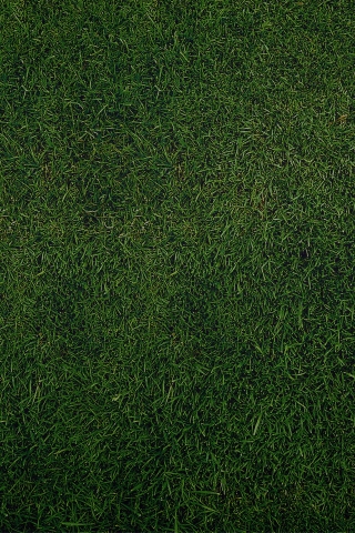 Green Grass for 320 x 480 iPhone resolution