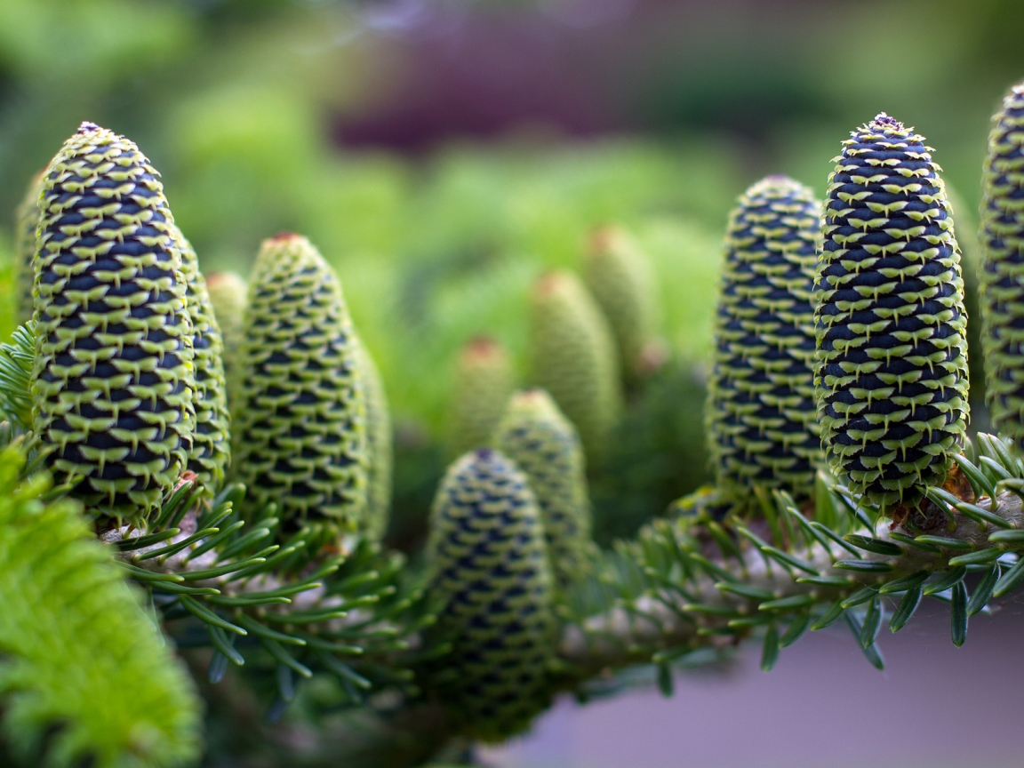 Green Pine Cones for 1152 x 864 resolution