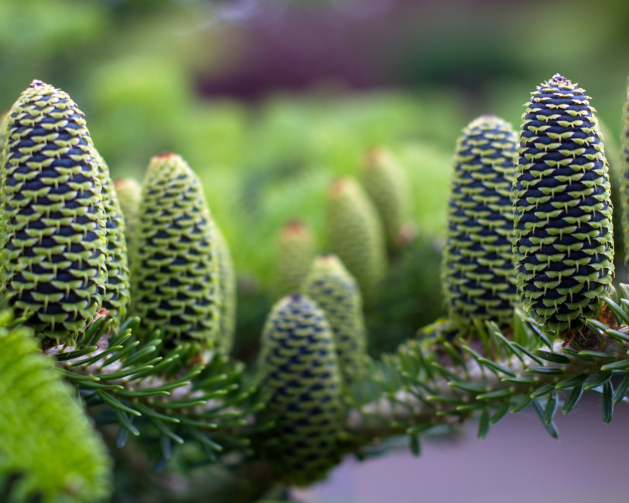 Green Pine Cones for 1280 x 1024 resolution