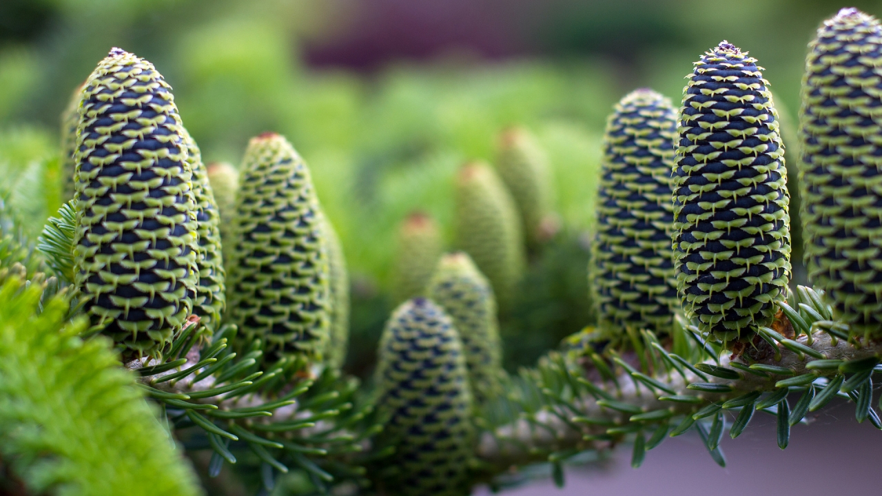 Green Pine Cones for 1280 x 720 HDTV 720p resolution