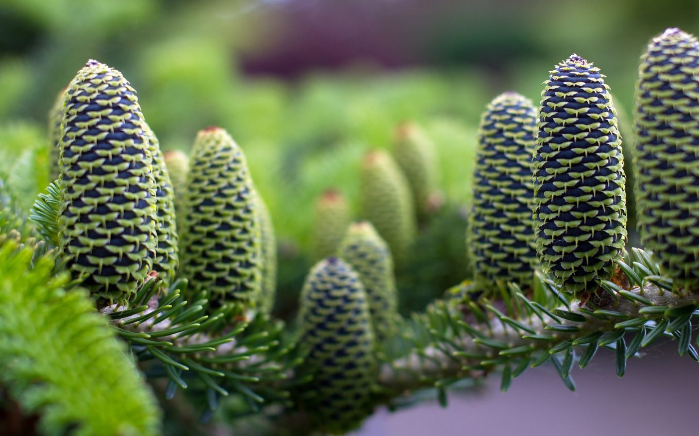 Green Pine Cones for 1440 x 900 widescreen resolution