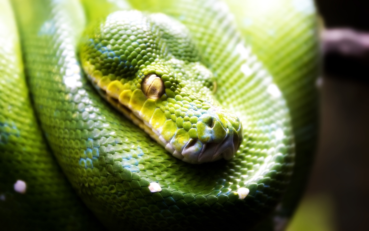 Green Snake for 1280 x 800 widescreen resolution